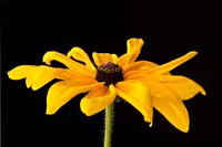 Framed Black Eyed Susan III