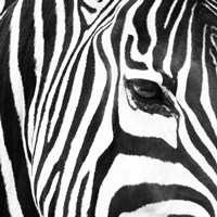 Framed Zebra Up Close