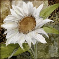 Framed 'White Sunflower I' border=
