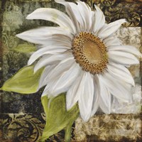 Framed 'White Sunflower II' border=