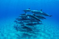 Framed Dolphins Wwimming in Pacific Ocean, Hawaii