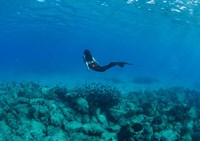 Framed View of Mermaid Swimming Undersea, Hawaii