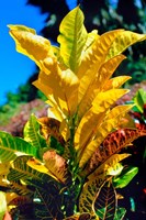 Framed Close-Up of Multi-Colored Leaves, Tahiti, French Polynesia