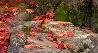 Framed Fallen Autumnal Leaves on Rock