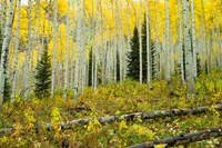 Framed Forest, Maroon Bells, Aspen, Colorado