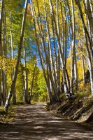 Framed Road Passing through a Forest, Maroon Creek Valley, Aspen, Colorado