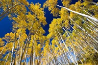 Framed Aspen Tree Tops in Maroon Bells, Aspen, Colorado