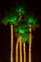 Framed Illuminated Palm Trees at Dana Point Harbor, California