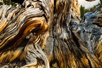 Framed Close-Up of Pine tree, Ancient Bristlecone Pine Forest, White Mountains, California