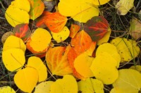 Framed Close-Up of Fallen Leaves, Maroon Creek Valley, Aspen, Colorado