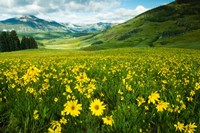 Framed Wildflowers in a Field, Crested Butte, Colorado