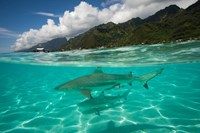 Framed Sharks in the Pacific Ocean, Moorea, Tahiti, French Polynesia