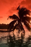 Framed Palm Trees at Sunset, Moorea, Tahiti, French Polynesia