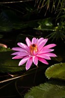 Framed Close-up of Water Lily Flower in a Pond, Tahiti, French Polynesia