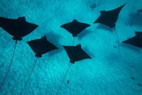 Framed Eagle Rays Swimming in the Pacific Ocean, Tahiti, French Polynesia