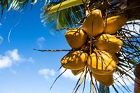 Framed Coconuts Hanging on a Tree, Bora Bora, French Polynesia