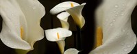 Framed Close-up of Calla Lily Flowers