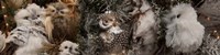 Framed Close-up of Assorted Owls