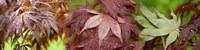 Framed Close-up of Japanese Maple Leaves