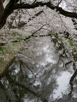 Framed Cherry Trees Reflected in Moat of Hirosaki Park, Japan