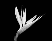Framed Still-life  of a Bird of Paradise Flower (BW)