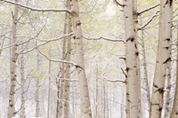 Framed Autumn Aspens With Snow, Colorado