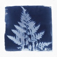 Framed Flora Cyanotype II