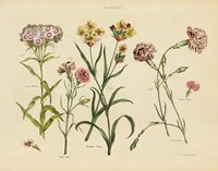 Framed Herbal Botanical VIII