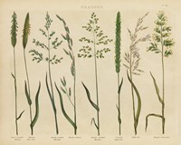 Framed Herbal Botanical VII