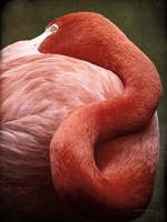 Framed Caribbean Flamingo I