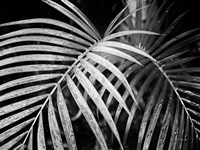 Framed Palm Fronds