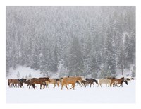 Framed Montana Horses