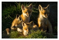 Framed Red Fox Kits