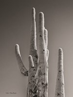 Framed Black & White Cactus