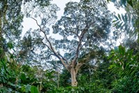 Framed Marantaceae Forest Odzala-Kokoua National Park Congo