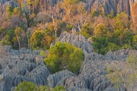 Framed Limestone Formations, Tsingy de Bemaraha Strict Nature Reserve, Madagascar