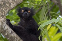 Framed Madagascar Wild Black Lemur Male