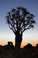 Framed Quiver Tree Forest, Kokerboom at Sunset, Keetmanshoop, Namibia