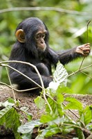 Framed Uganda, Kibale National Park, Infant Chimpanzee