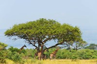 Framed Giraffes Under an Acacia Tree on the Savanna, Uganda