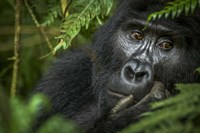 Framed Mountain Gorilla, Bwindi Impenetrable Forest, Uganda