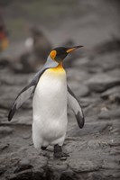 Framed Antarctica, King Penguin