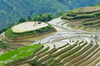 Framed Rice Terrace with Water Buffalo, Longsheng, Guangxi Province, China
