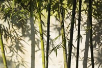 Framed Bamboo Casting Shadows, Suzhou, Jiangsu Province, China