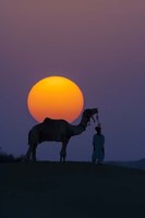 Framed Camel and Person at Sunset, Thar Desert, Rajasthan, India