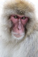 Framed Portrait of a Monkey, Japan