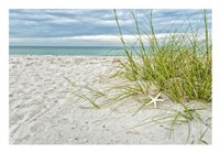 Framed Star Fish and Sea Oats