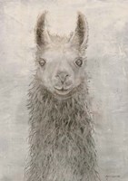 Framed Llama Portrait