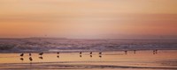 Framed Kalaloch Birds V