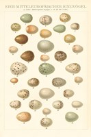 Framed Songbird Egg Chart